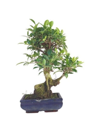 Bonsai varie specie