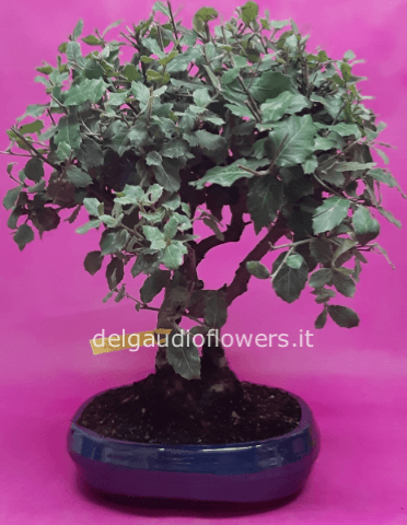Bonsai