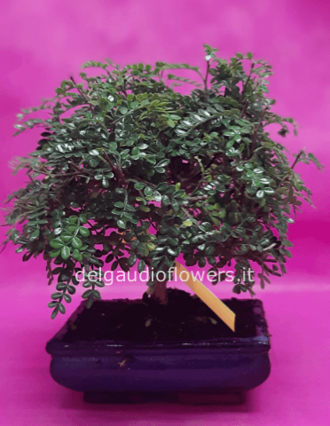 Bonsai