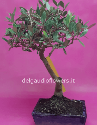 Bonsai
