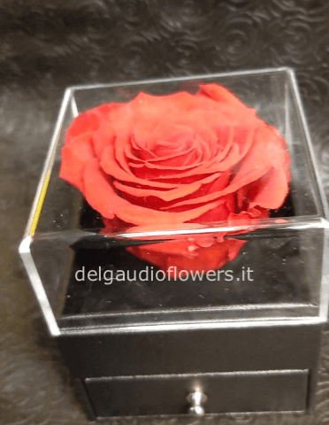 rosa stabilizzata