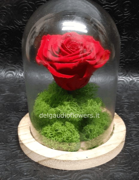 rosa stabilizzata in campana di vetro