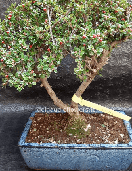 bonsai COTONEASTER
