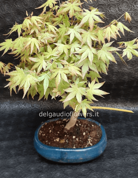 Bonsai