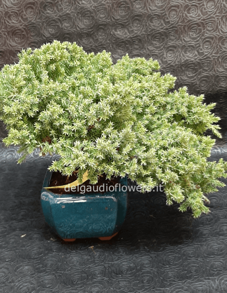 Bonsai
