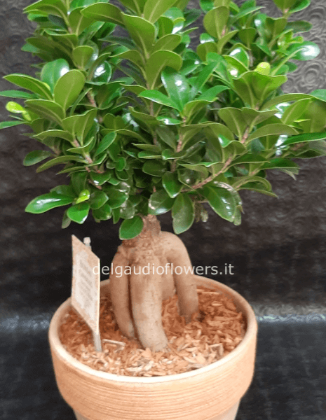 Bonsai
