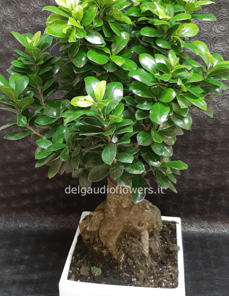Bonsai