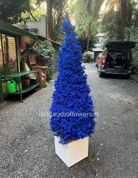 Boxsus innevato 180 cm (Rosso e Blu)