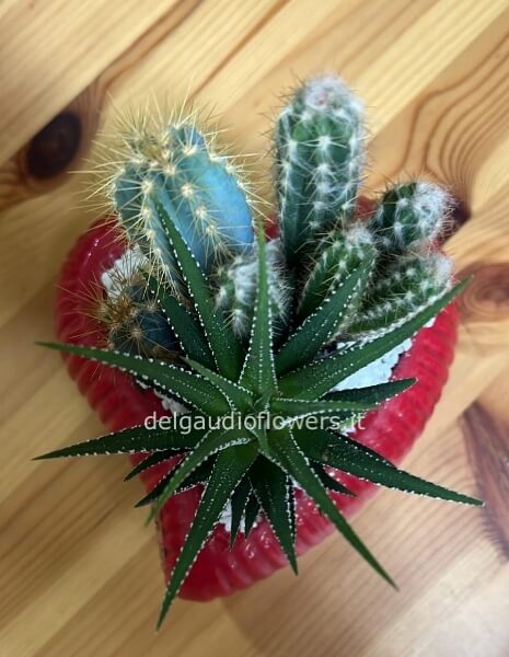 Pianta grassa in cuore di ceramica