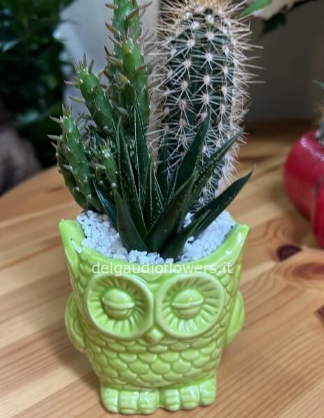 Pianta grassa in gufetto di ceramica