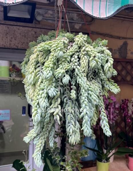 Sedum extra