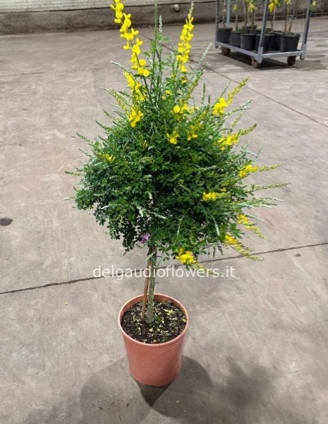 Citisus alberello 