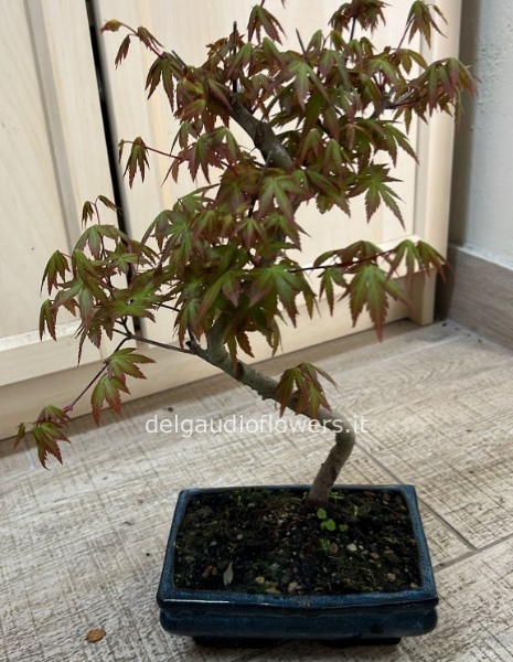 Bonsai di acero