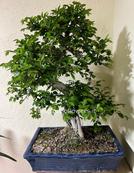 Bonsai di zelkova