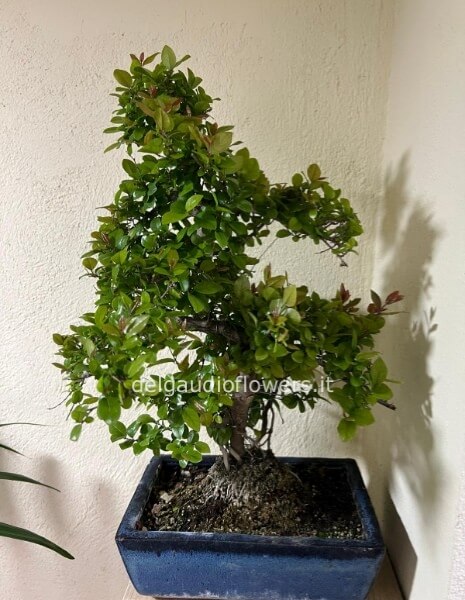 Bonsai di segerethia