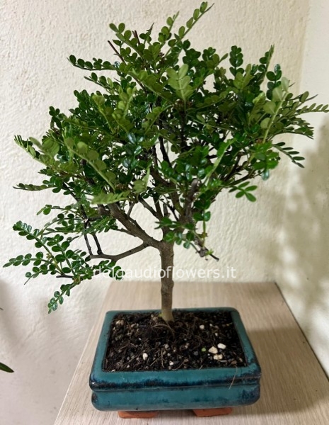 Bonsai di pepe