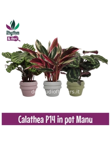 Calathea in vaso ceramica 