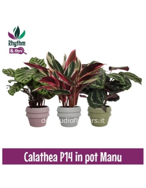 Calathea in vaso ceramica