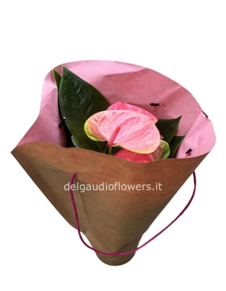 Anthurium Love Mamma