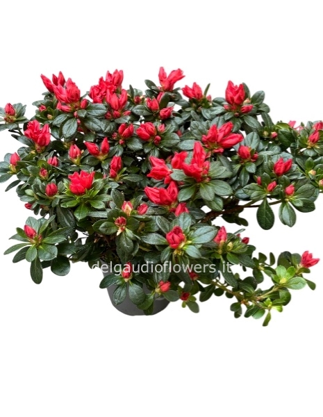 Azalea V15 rossa 