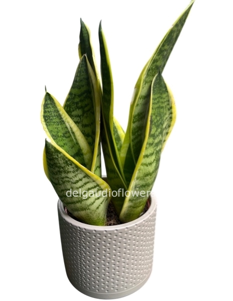 Sansevieria con ceramica 