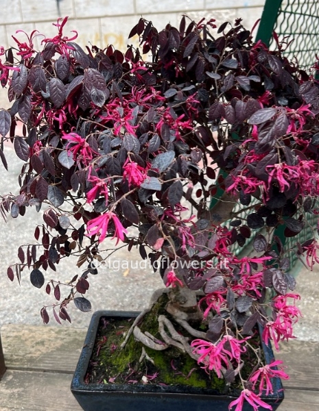 Bonsai loropetalo