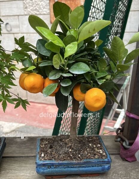 Bonsai Calamondino