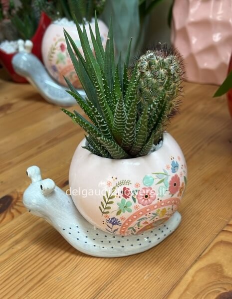 Lumaca media ceramica con piante grasse