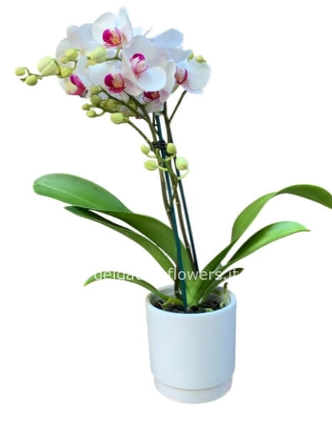 Mini Phalaenopsis con ceramica